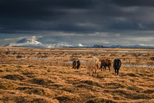 Islande