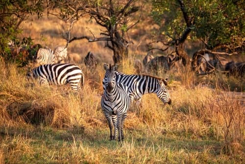 Tanzanie