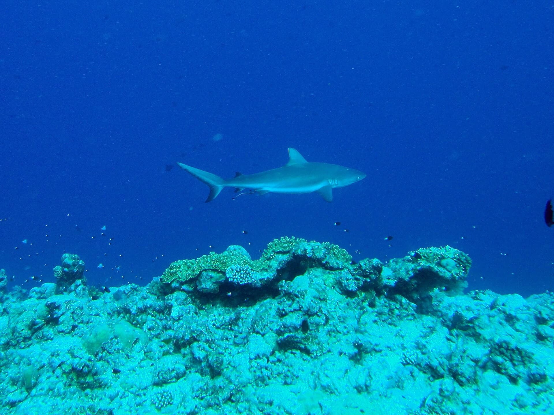 Un requin de récif au-dessus du tombant de Blue Corner, à Palaos