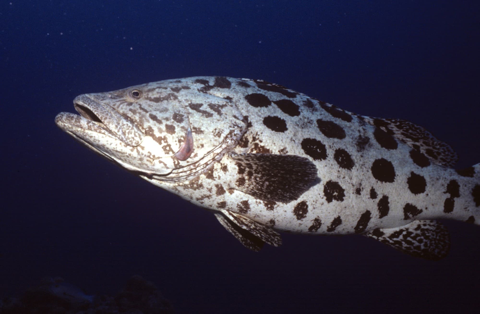 Un mérou patate en gros plan près de Lizard Island