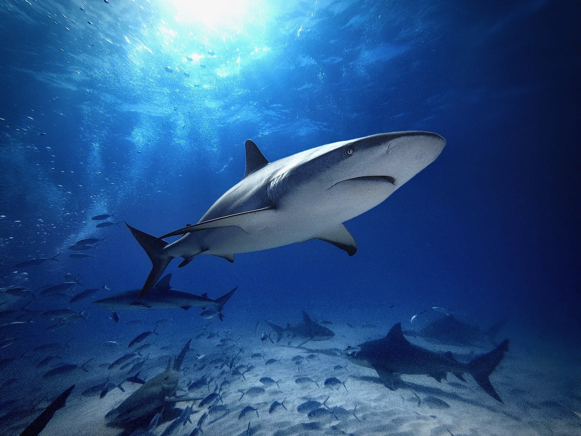Requins de récif des Caraïbes et requin-citron dans les rais de lumière à Tiger Beach