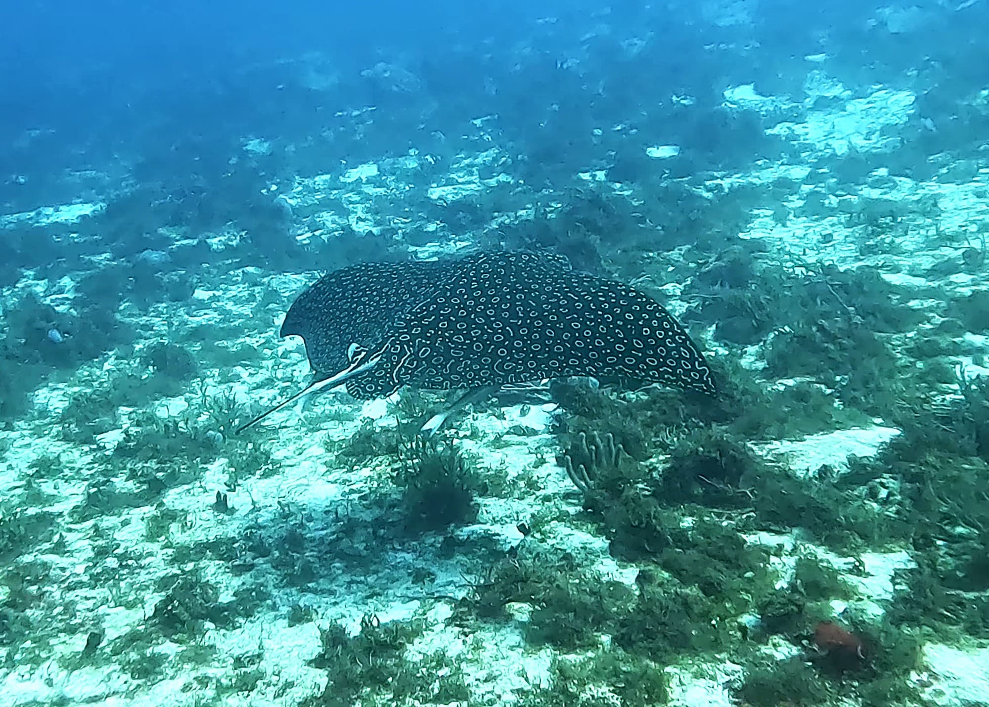 Une raie-aigle tachetée au-dessus du récif de Cozumel