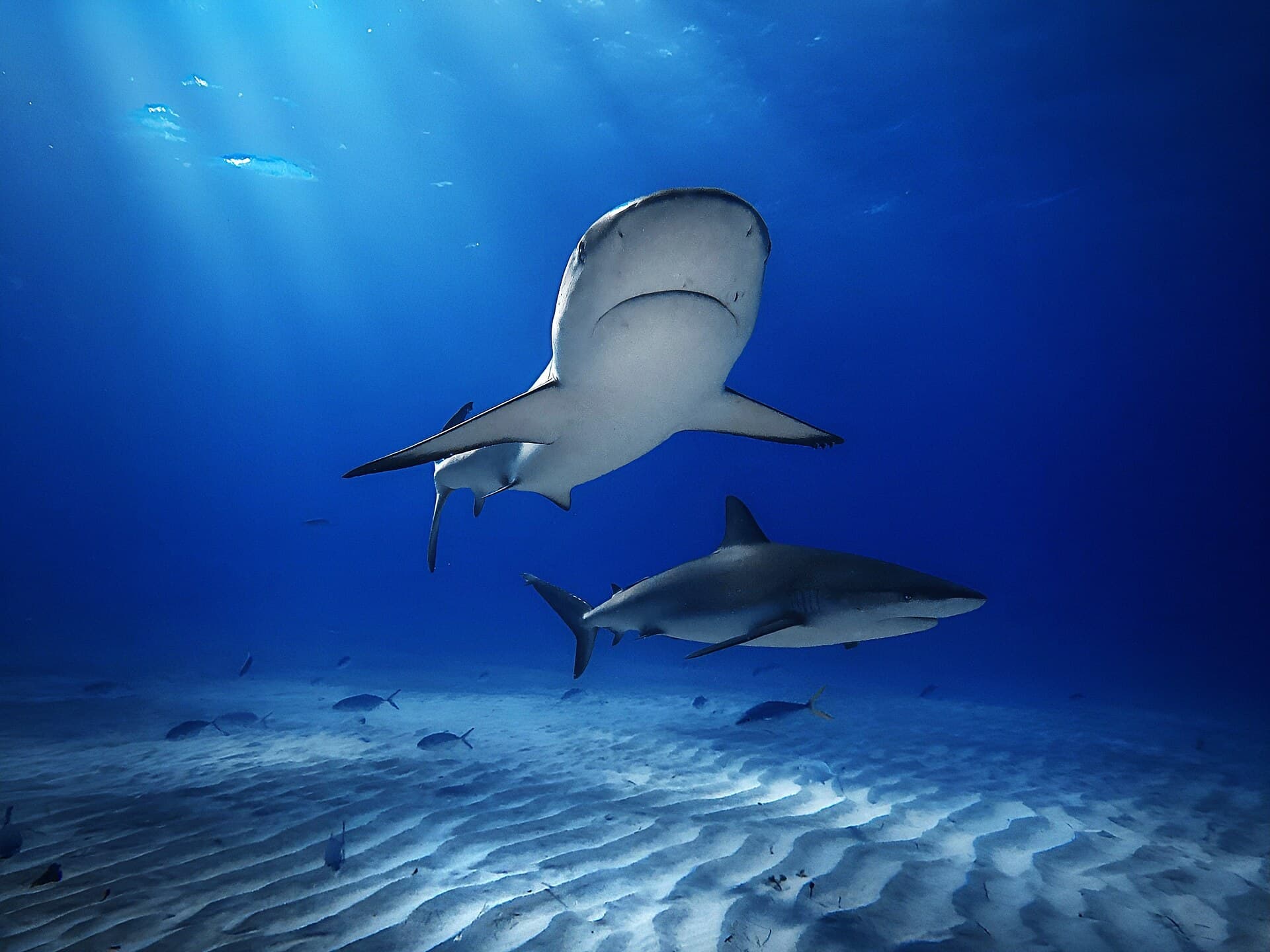 Deux requins de récif des Caraïbes au-dessus du sable à Tiger Beach