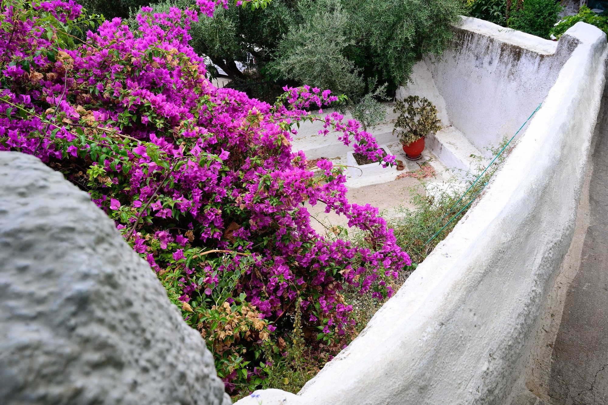 Ruelle blanchie à la chaux et bougainvilliers à Anafiotika, Athènes