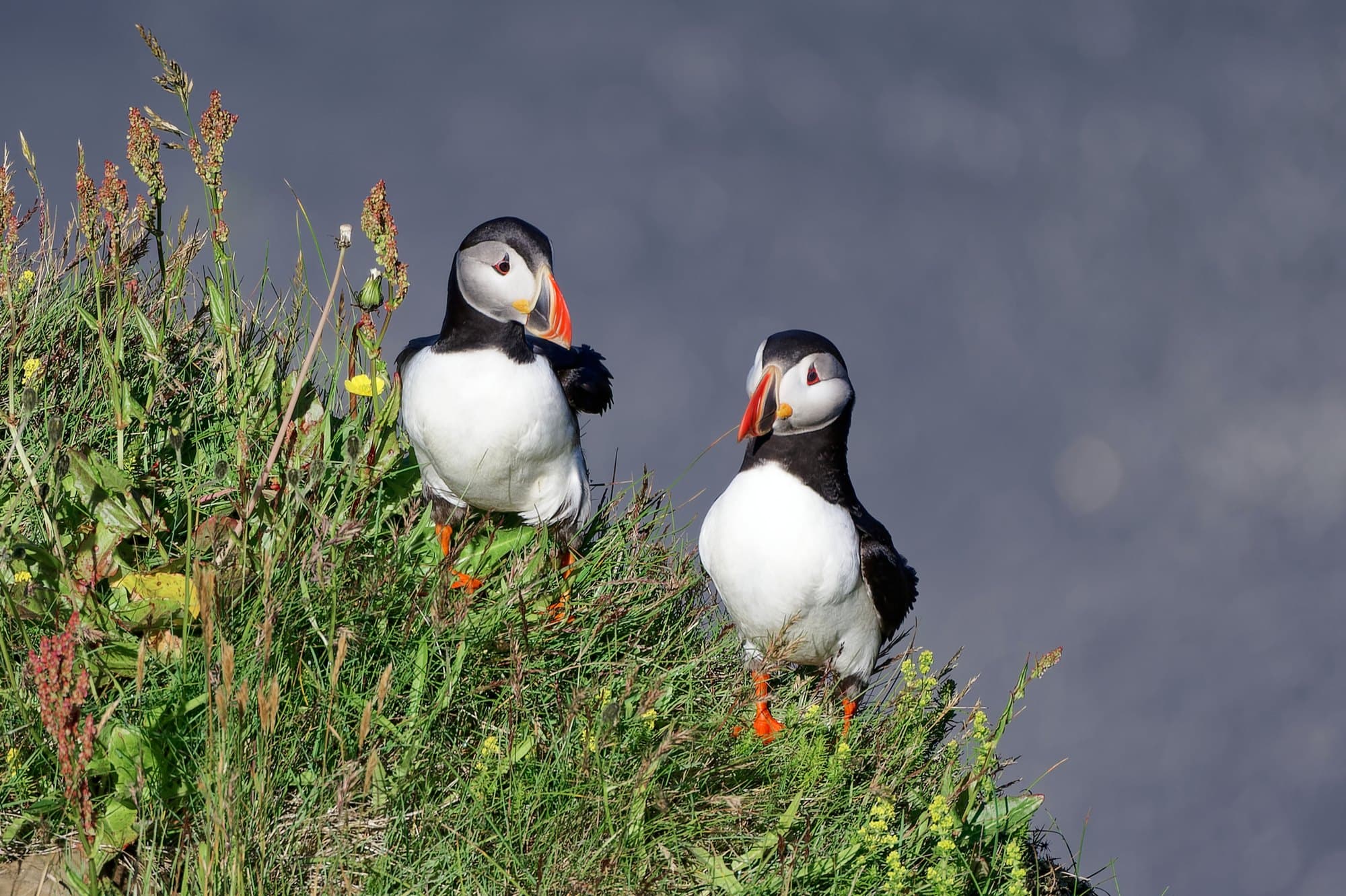 Deux macareux moines sur l’herbe au bord de la falaise de Dyrhólaey