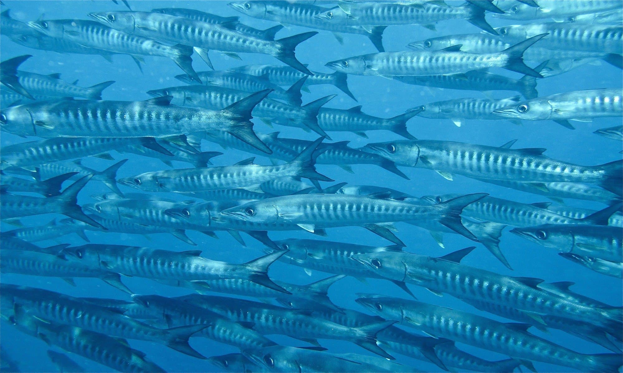 Banc de barracudas à Barracuda Point, Sipadan