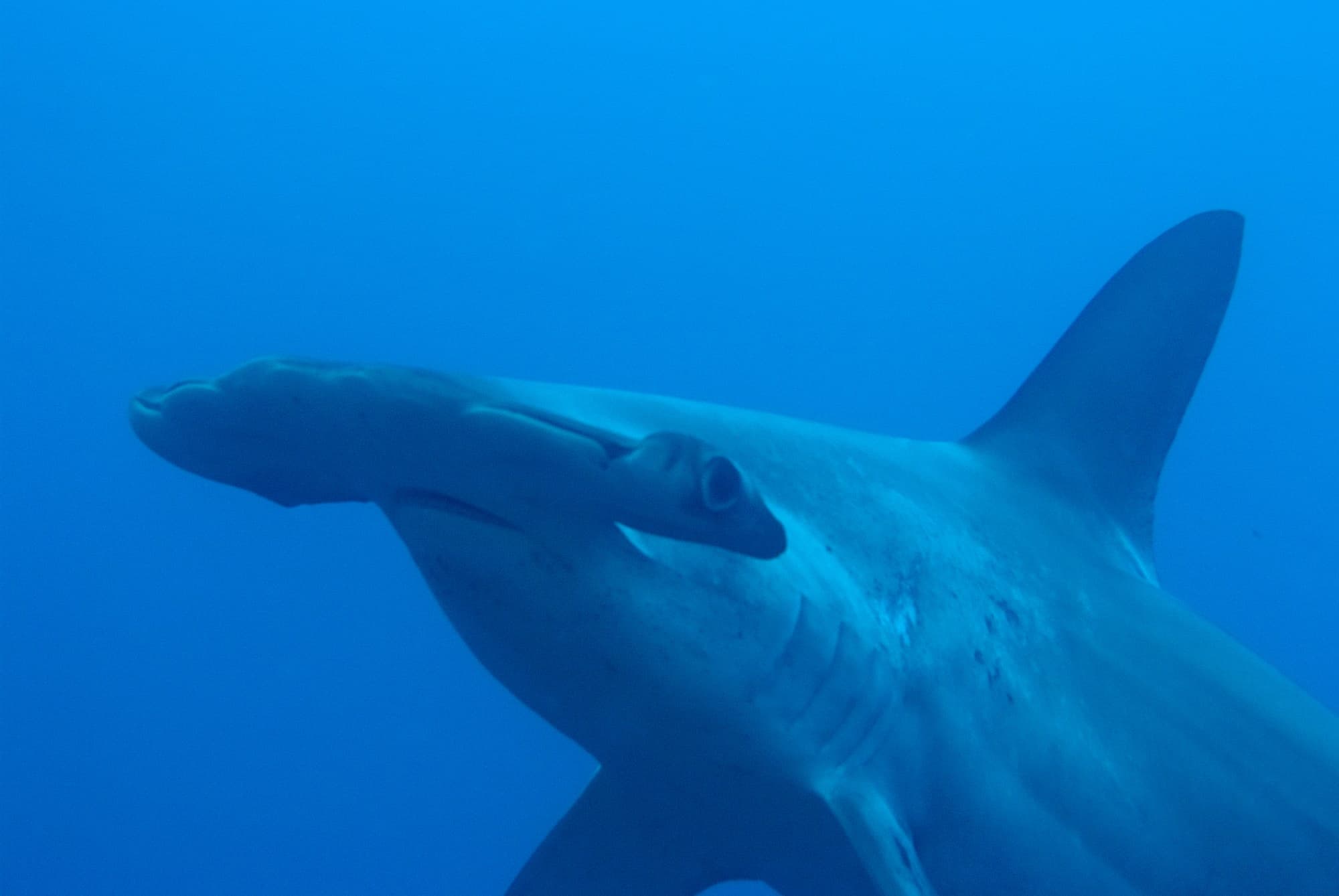 Gros plan sur un requin-marteau halicorne à Wolf