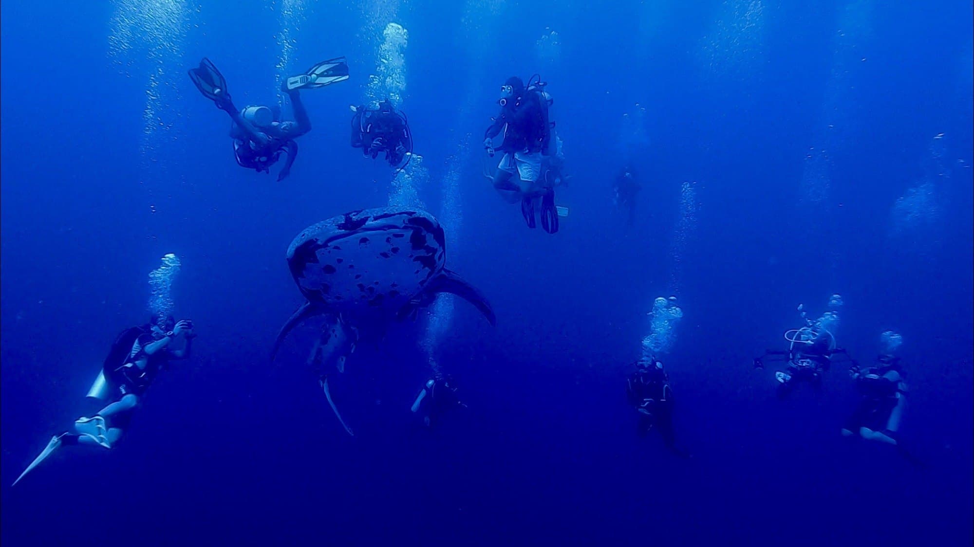 Un requin-baleine entouré de plongeurs à Tubbataha