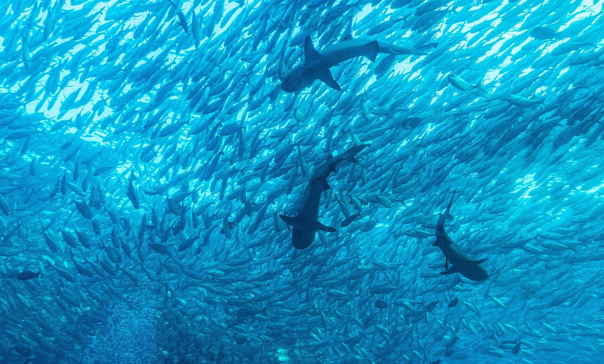 Requins de récif dans un banc de carangues, à Sipadan